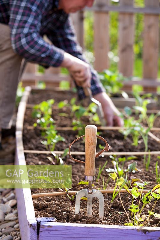 Man planting out young vegetable plants. Focus on a fork.
