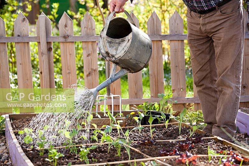 Man watering recently planted vegetable seedlings.