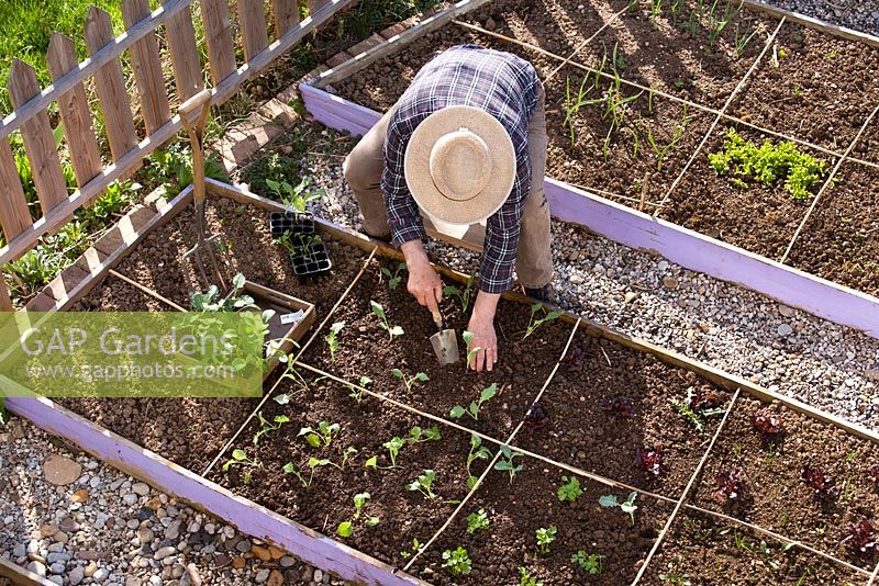 Man planting kohlrabi in raised beds divided into squares.