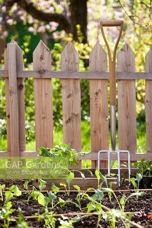 Picket fence around vegetable garden of raised beds with newly planted seedlings and tools.