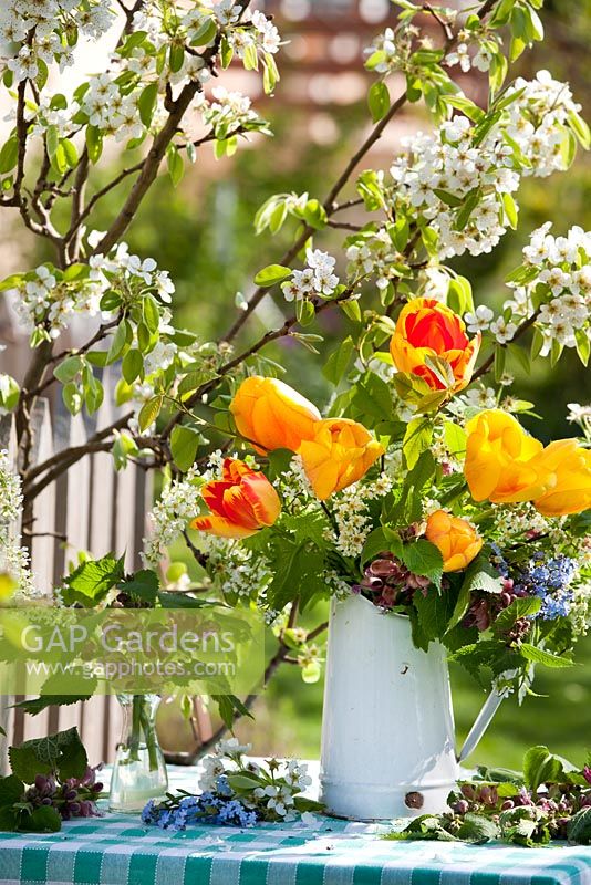 Display of spring flowers in jug. Yellow tulips, Prunus padus - bird cherry, Myosotis arvensis, Allaria petriolata - garlic mustard, Lamium orvala. Flowering pear tree behind - Pyrus 'Williams'.