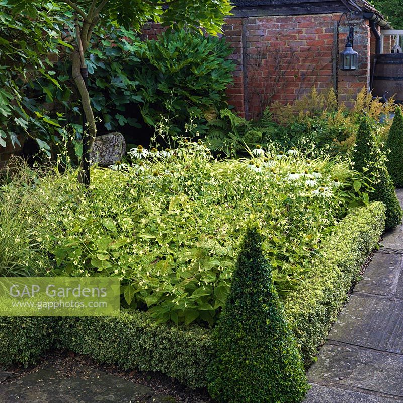 Bed edged with box hedges and cones contain Echinacea purpurea 'White Lustre' and Nepeta govaniana beneath standard wisteria.