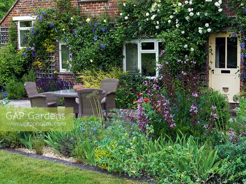 A front garden patio with dictamnus, nigella and cerinthe, Clematis 'Perle d'Azur' and Rosa 'Lady Hillingdon' with Rosa 'Madame Alfred Carriere'.