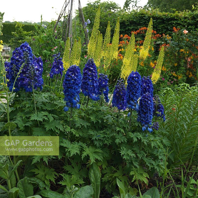 In cutting garden, delphiniums and foxtail lilies - Eremurus bungii