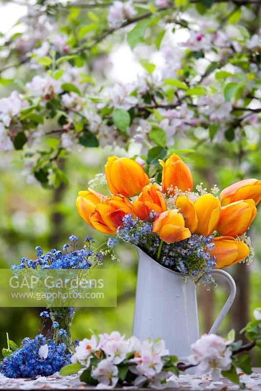 Floral arrangements with orange tulips, cow parsley and forget-me-nots on the table under a flowering apple tree.