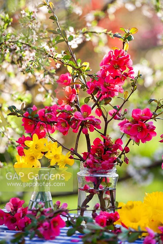 Floral arrangement of daffodils and japanese quince.