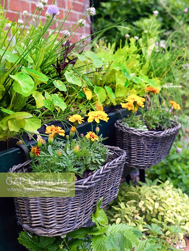 Wicker baskets filled with marigolds hang from a salvaged trolley planted with Nasturtiums, herbs and salad leaves.