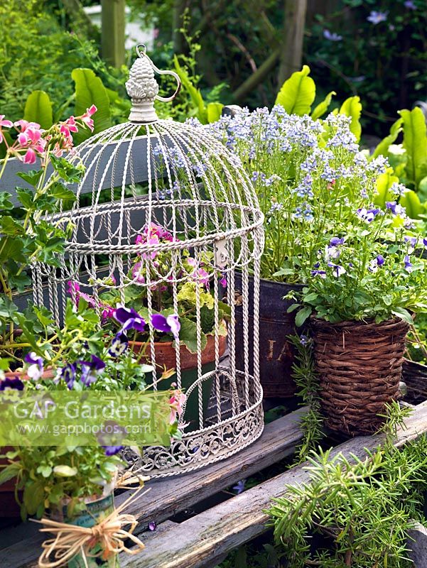 Salavaged cotainers including a tin cans, paint tin, baskets and a bird cage are displayed on a wooden bench. Planting includes annual Lobelia, Pelargoniums and Violas.