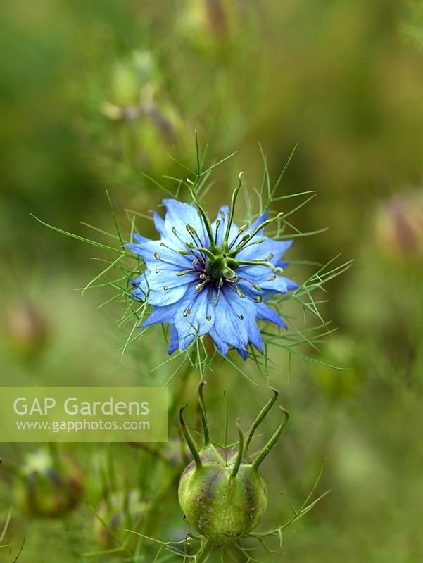 Nigella damascena, a fast growing hardy annual with light blue flowers and finely cut foliage.