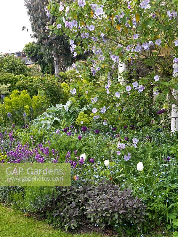 Small town garden. Circular pergola, with wisteria, by spring bed of erysimum, tulip, forget-me-not, allium, sage, Abutilon vitifolium, cardoon, euphorbia, camassia, aquilegia.