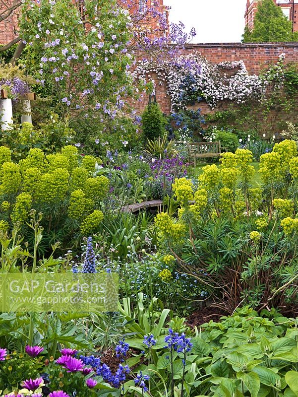Small town garden. View over clumps of Euphorbia characias subsp wulfenii, Echium webbii and bluebell to bed of abutilon, erysimum, tulip and forget-me-not to wall clad in clematis and ceanothus.