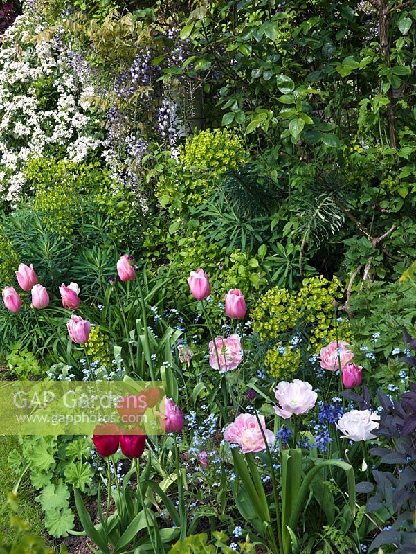 Spring planting combination of light pink tulipa 'Menton', deep pink tulip 'Burgundy Lace' and double pink tulip 'Angelique', with alchemilla, forget-me-not and euphorbia.