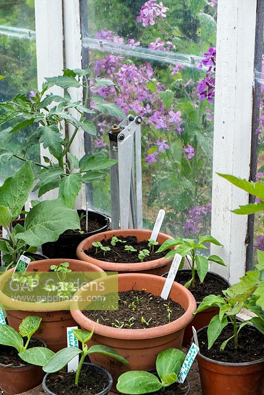 Garden greenhouse interior with labelled plants in pots on staging showing automatic greenhouse vent