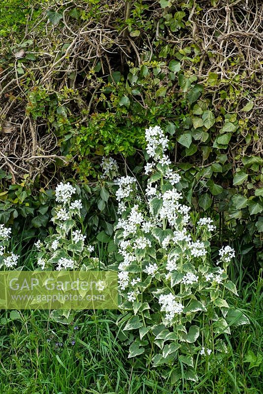 Lunaria annua- Honesty - variagated white form naturalised by roadside hedgerow.