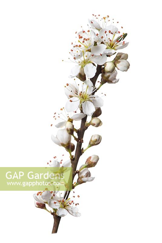 Prunus spinosa - blackthorn, or sloe blossom