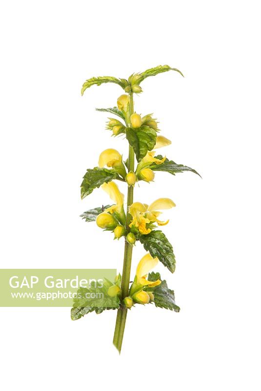 Lamiastrum galeobdolon subsp. argentatum - Variegated yellow archangel 