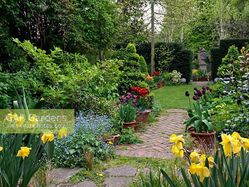 Long, thin 50m x 9m town garden. Path edged in daffodil, box, forget-me-not, comfrey and skimmia. Pots of tulips - Arabian Mystery, Abu Hassan, Prinses Irene, Negrita and Black Jewel.