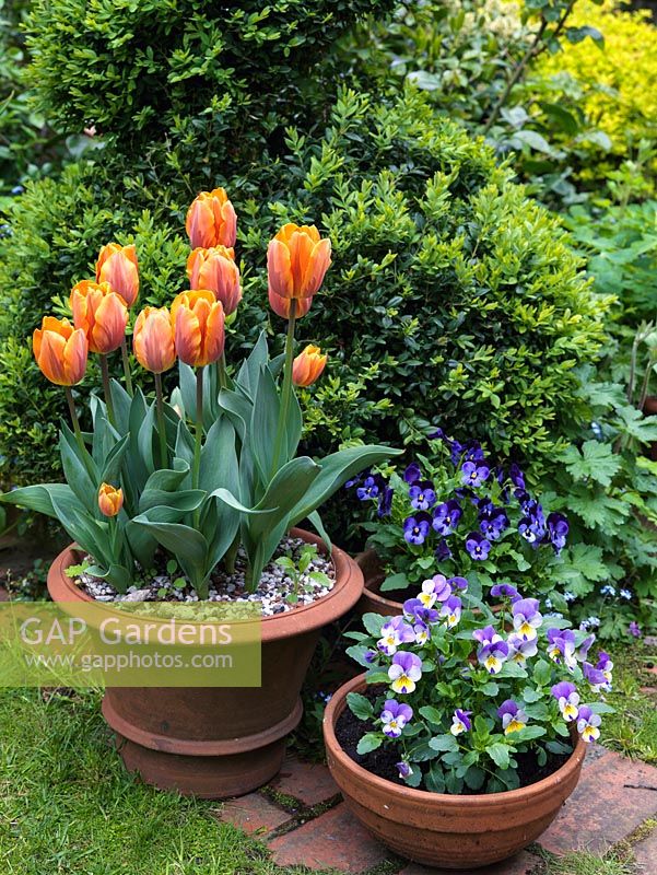 Terracotta pots of violas and tulips -  Prinses Irene - beside box spiral.