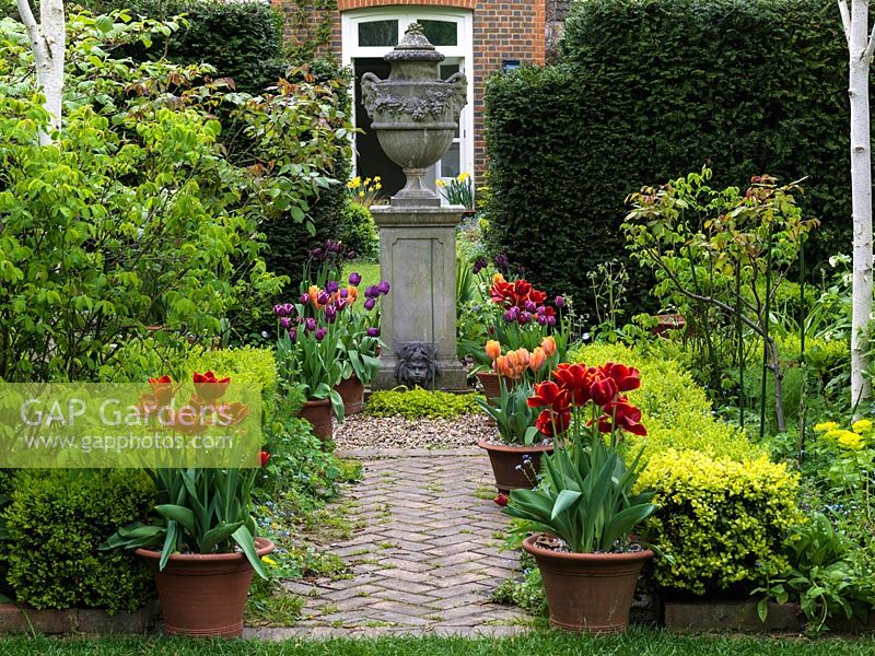 View down path lined with pots of Tulipa Abu Hassan, Arabian Mystery, Prinses Irene, Black Jewel, Negrita. Urn before opening in yew hedge.