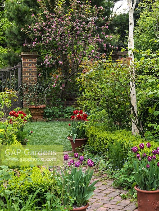 View over low box hedge and path, lined with pots of Tulipa Abu Hassan and Arabian Mystery, to lawn edged with crab apple covered in pink blossom.