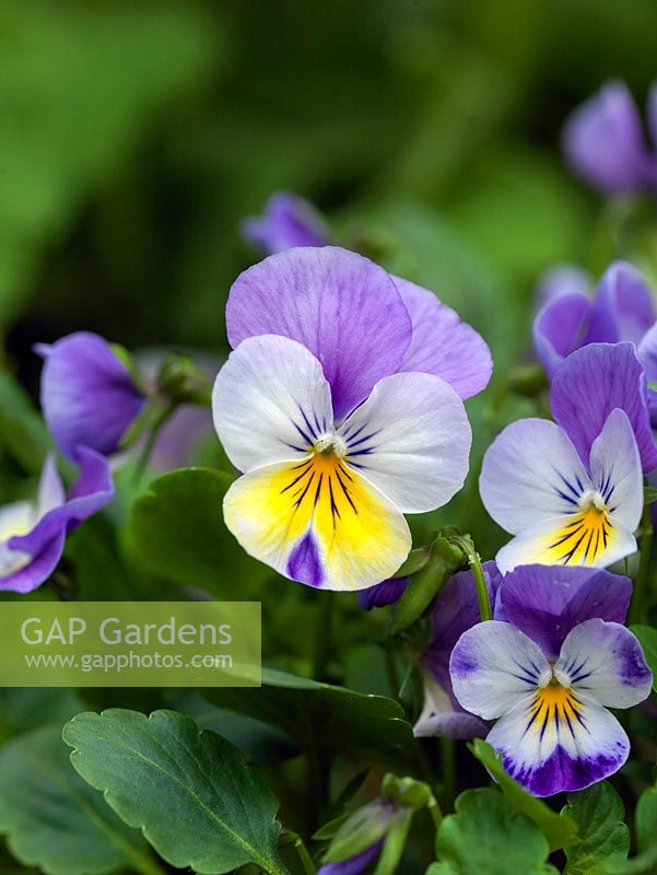 Viola x williamsiana Sweeties, an evergreen perennial that flowers from winter until summer