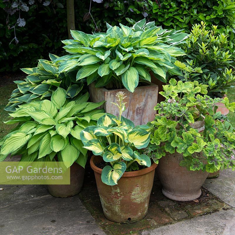 A small container garden with Hosta 'Great Expectations' -top middle, High left - Hosta 'Wide Brim' and in front Hosta 'June'.