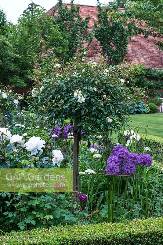 A classical box edged border with standard Rosa 'Alberic Barbier' underplanted with mixed perennials including Allium 'Globemaster' and 'Nigrum', Paeonia 'Festiva Maxima' and Papaver 'Perry's White'.