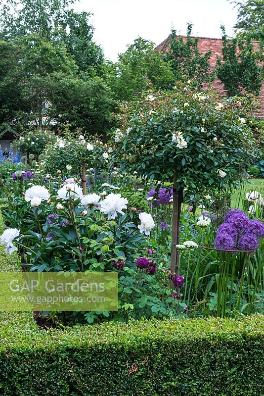 A classical box edged border with standard Rosa 'Alberic Barbier' underplanted with mixed perennials including Allium 'Globemaster' and 'Nigrum', Paeonia 'Festiva Maxima' and Papaver 'Perry's White'.