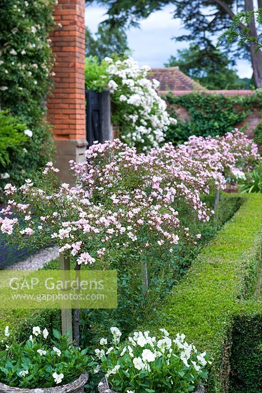 Rosa 'Nazomi' grown as standards, underplanted by Rosa 'The Fairy' in a formal box edged border. In distance Rosa 'Goldfinch'.