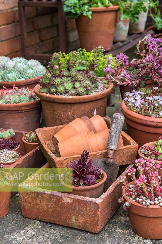 A container garden with succulents, Sedum and Echeveria in terracotta pots.