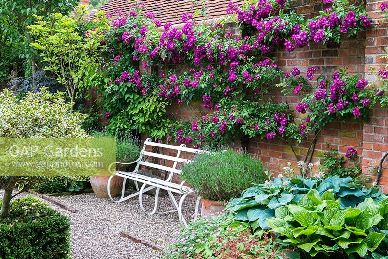 Rosa 'Perennial Blue' is trained along the brick wall above a bench with containers of lavender and hostas.