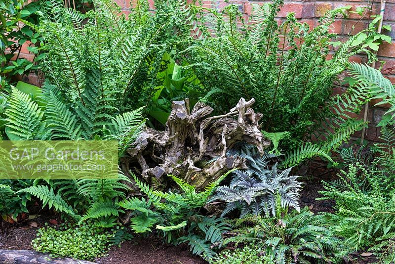 A shady area, planted with ferns around an ancient tree root forms a miniature stumpery.