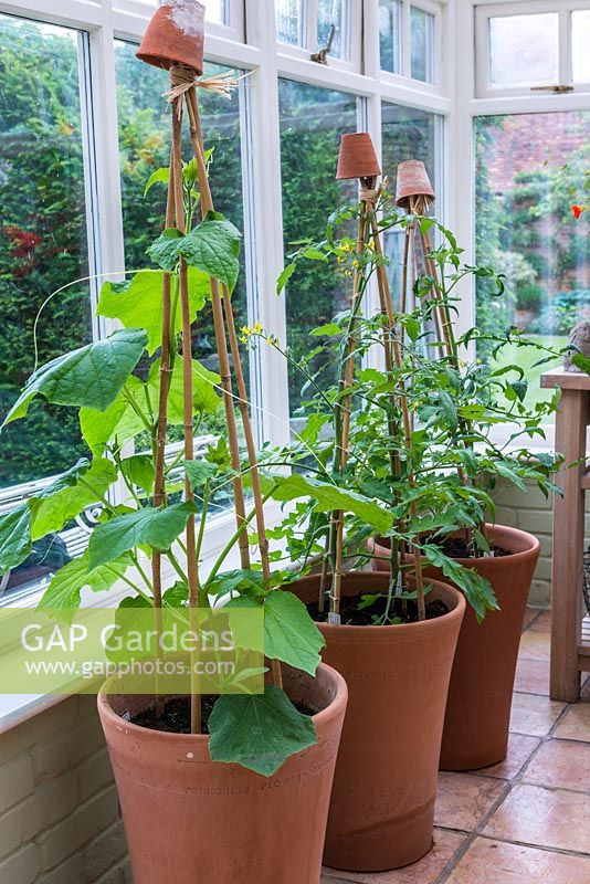 A conservatory with squash and tomato plants in terracotta containers.