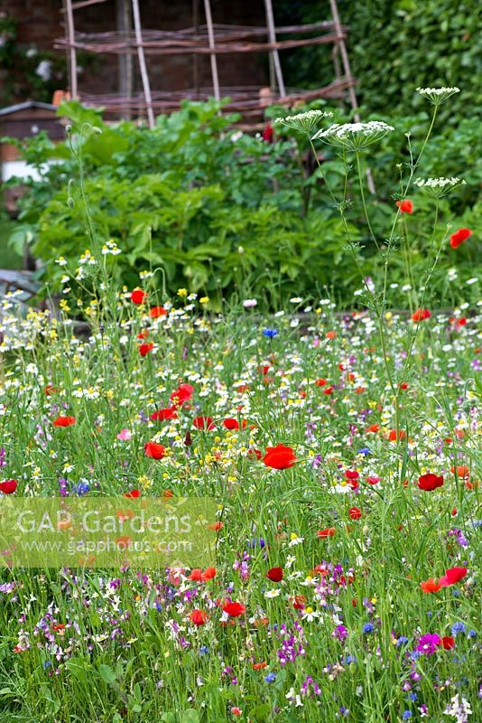 A small wildflower meadow of corn chamomile, field poppies, toadflax, sheepsbit scabious, clover, cow parsley and cornflowers. Behind are vegetable beds planted with potatoes, rhubarb and beans.