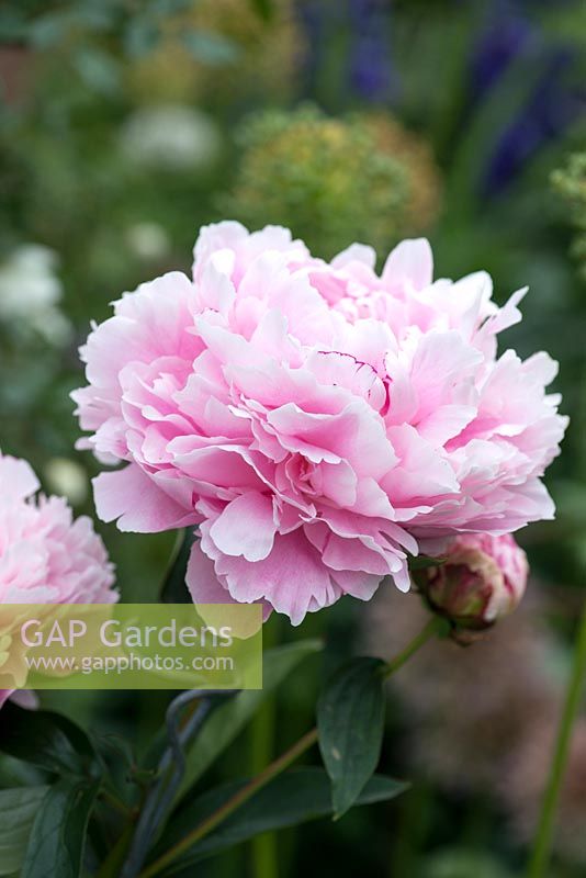Paeonia 'Sarah Bernhardt', an heirloom peony with large pink double flowers.