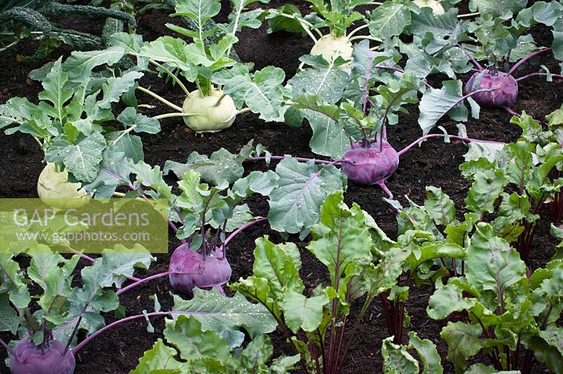 Rows of Kohlrabi and Beetroots in the Britain in Bloom garden, RHS Hampton Court Palace Flower Show 2014