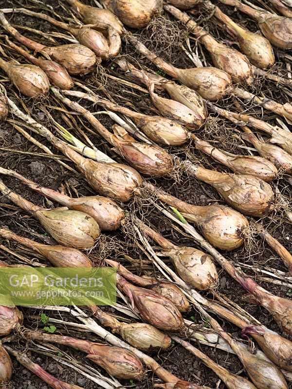 Shallot 'Longor' - rows of harvested shallots laid out to dry