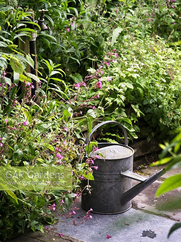 Galvanised watering can in corner of garden
