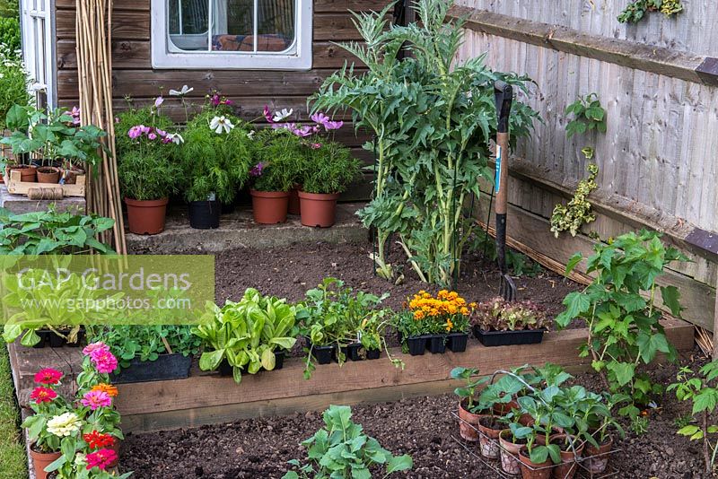 Creating a small raised vegetable garden. A small step is created with wooden sleepers keeping the beds level. The beds are ready for planting with runner beans, broad beans, peas, Lollo Rosso and Cos lettuce, raspberries and blackcurrents. 