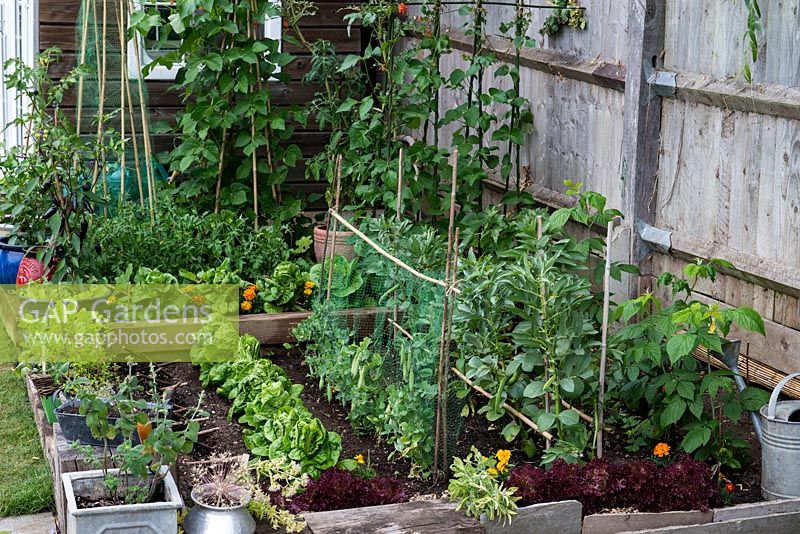A small raised vegetable garden on two levels planted with Cos and Lollo Rosso lettuce, pea Kelvedon Wonder, runner bean Scarlet Emperor, broad bean Bunyard's Exhibition, raspberries, blackcurrants with Tagetes to deter common insect pests.