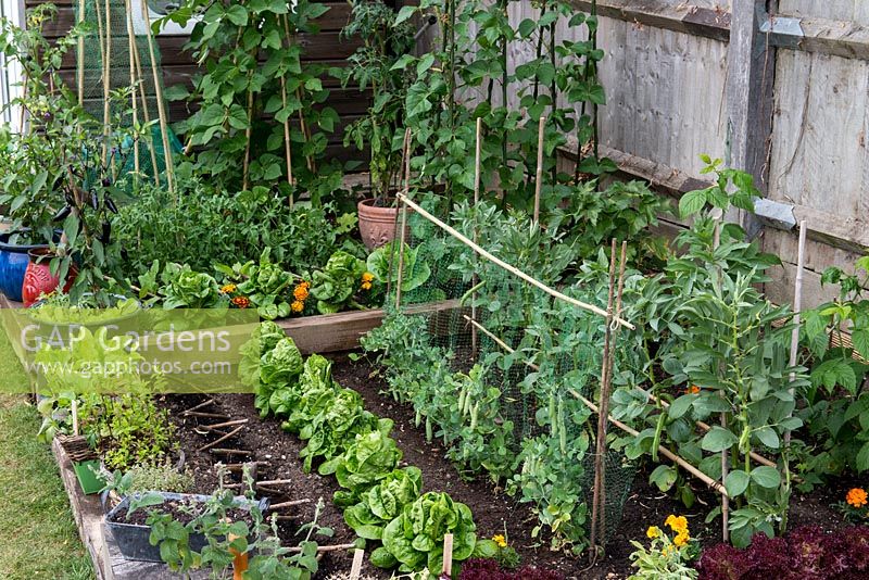 A small raised vegetable garden on two levels planted with Cos and Lollo Rosso lettuce, pea Kelvedon Wonder, runner bean Scarlet Emperor, broad bean Bunyard's Exhibition, raspberries, blackcurrants with Tagetes to deter common insect pests.