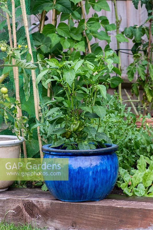 A blue glazed container planted with a green pepper plant.