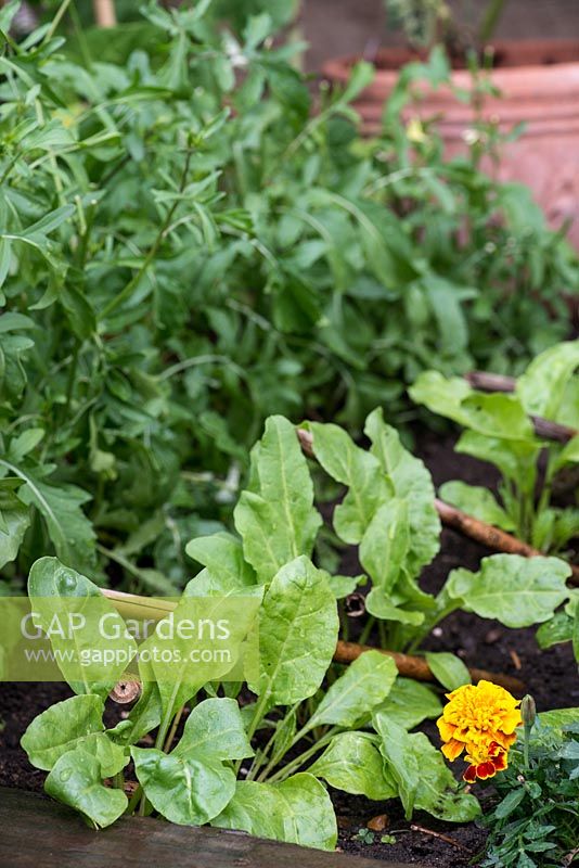 Perpetual spinach leaves growing in a small vegetable bed.