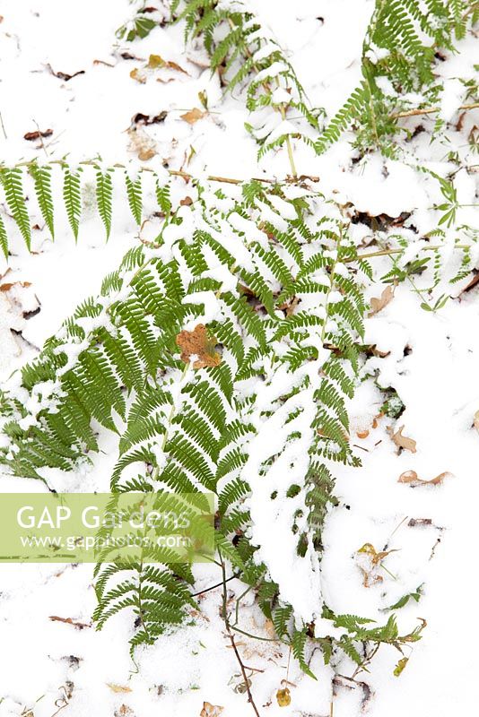 Dryopteris filix-mas - Male fern, in snow in winter.