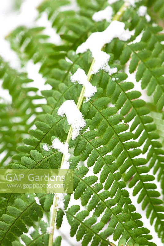 Dryopteris filix-mas - Male fern, in snow in winter.
