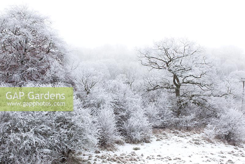 Quercus robur - Oak tree in wintry Gloucestershire countryside with hoar frost and snow. 