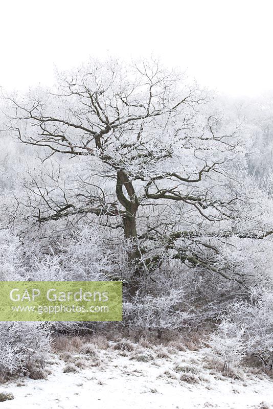 Quercus robur - Oak tree in wintry Gloucestershire countryside with hoar frost and snow. 