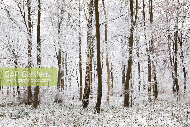 Hoar frost on trees in woodland near Birdlip, Gloucestershire on a snowy winter's morning