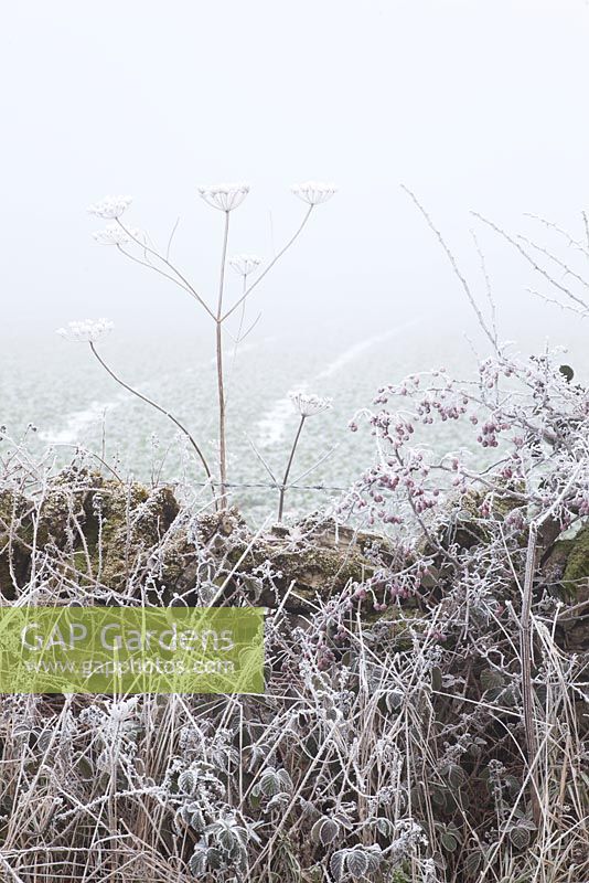 Heracleum sphondylium, Crataegus monogyna - Frosty laneside in winter with Hogweed seedheads and hawthorn berries. 