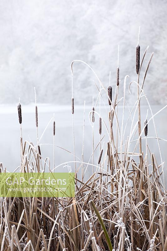 Typha latifolia - Bullrushes by a frozen lake in Gloucestershire on a frosty winter's day. 